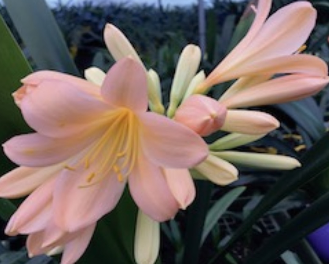 クンシラン ピーチ色のお花が咲きます！5号サイズ 痛みありの苗 フィロデンドロン コーデックス ハオルチア シュンラン イワチドリの画像2