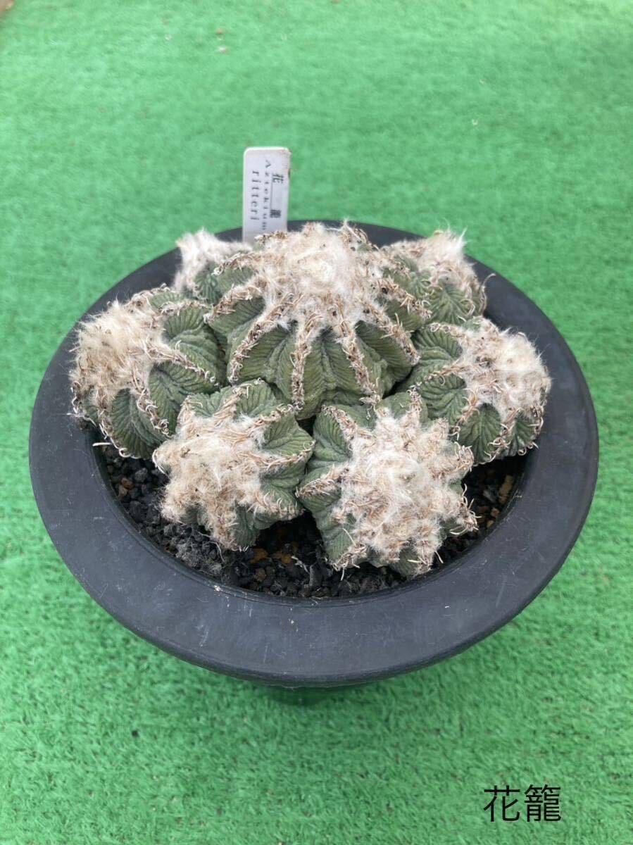 サボテン 多肉植物 花籠 種子 100粒_画像1