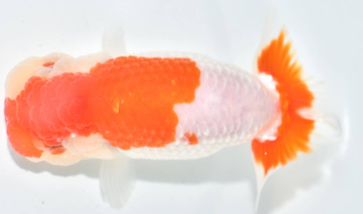 <GP golgfish > beautiful ..! Hamamatsu sake .... golgfish 2 -years old 13cm female animation 1 (1~2)