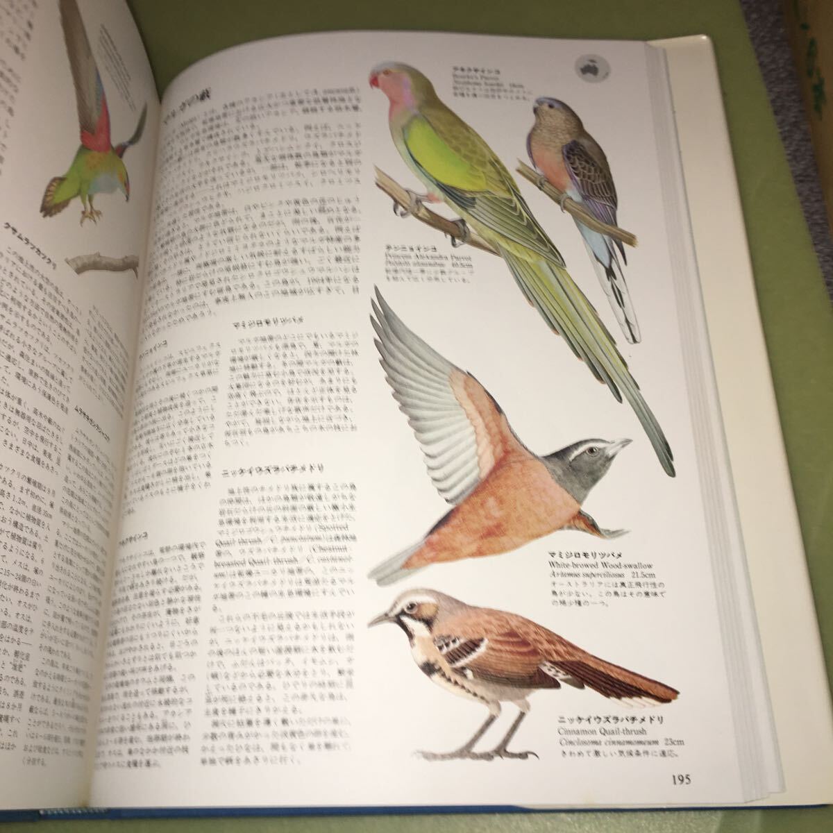 大図説　世界の鳥類_画像3