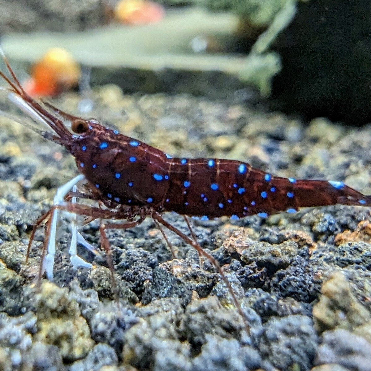  white glove shrimp (slawesi shrimp )20 pcs 