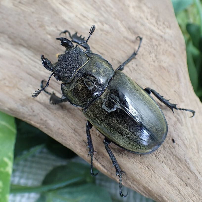 【Sparkle Beetle】ルニフェルミヤマ(原名亜種)♂78mm♀44mmペア(ミヤマクワガタ)_画像4