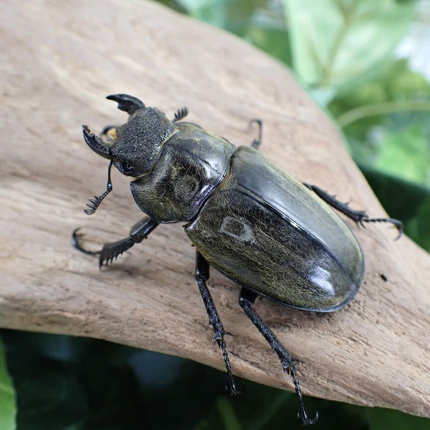 【Sparkle Beetle】ルニフェルミヤマ(原名亜種)♂78mm♀44mmペア(ミヤマクワガタ)_画像5