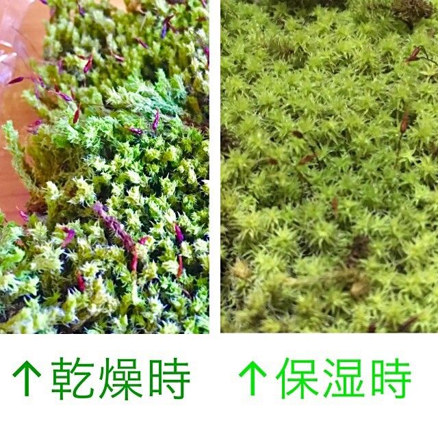 初心者向け 陸上 苔 ★ コケ テラリウム 苔玉 盆栽 モス ガーデニング 庭 寄せ植え 室内 屋外 春 両生類 ビオトープ