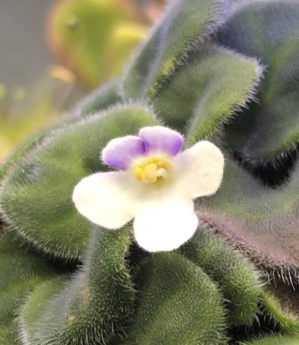 幻の花・Saintpaulia goetzeana・セントポーリア・ゲッツイアーナ・大株・イワタバコ・観葉植物・山野草・洋蘭原種・ラン_開花参考です。