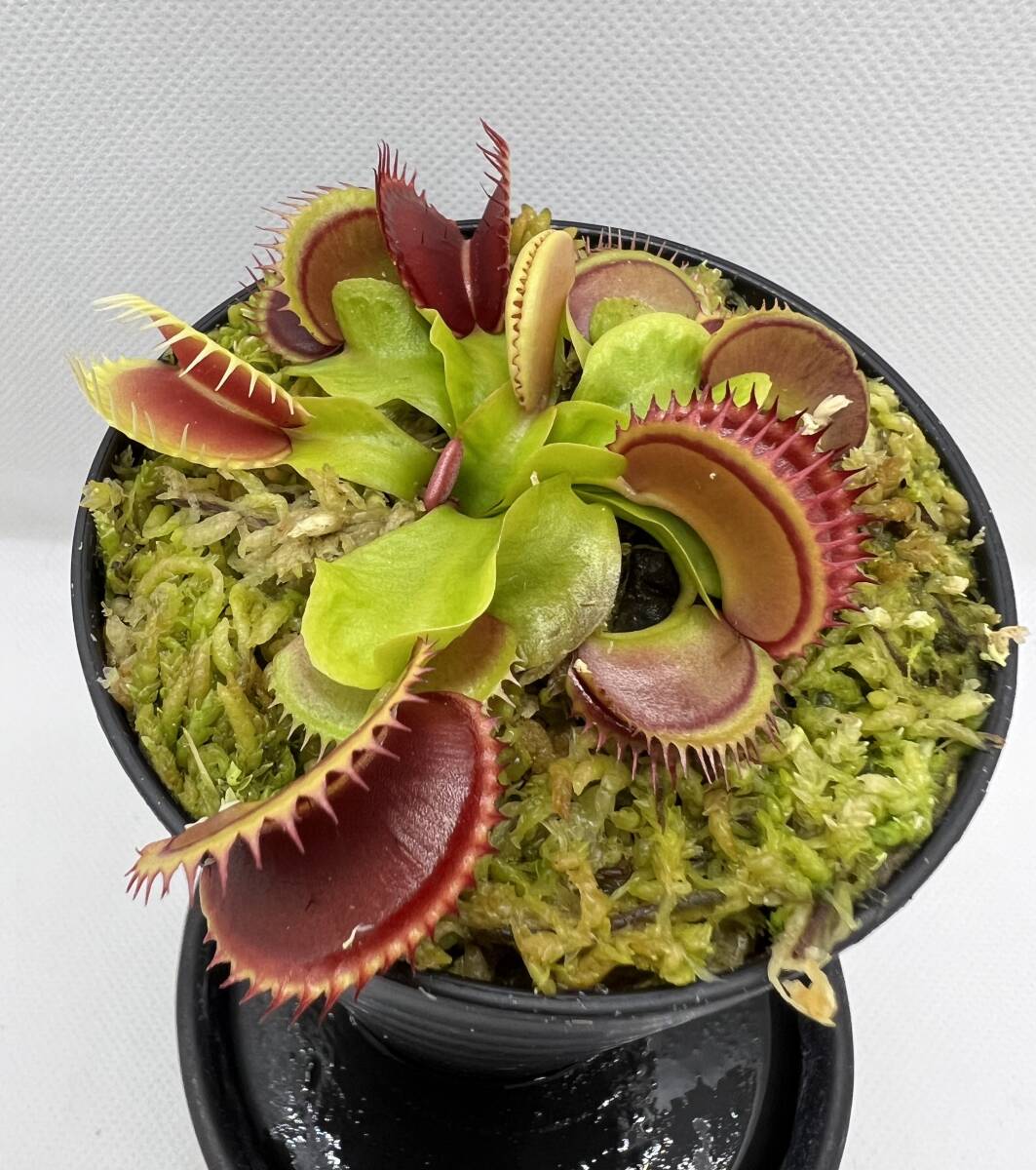 Dionaea muscipula ”Dracula” CK・ハエトリソウ・ドラキュラ・食虫植物・観葉植物・山野草・パルダリウム・ビバリウム・熱帯植物_画像3