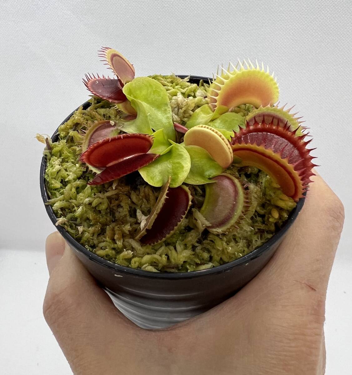 Dionaea muscipula ”Dracula” CK・ハエトリソウ・ドラキュラ・食虫植物・観葉植物・山野草・パルダリウム・ビバリウム・熱帯植物_画像6