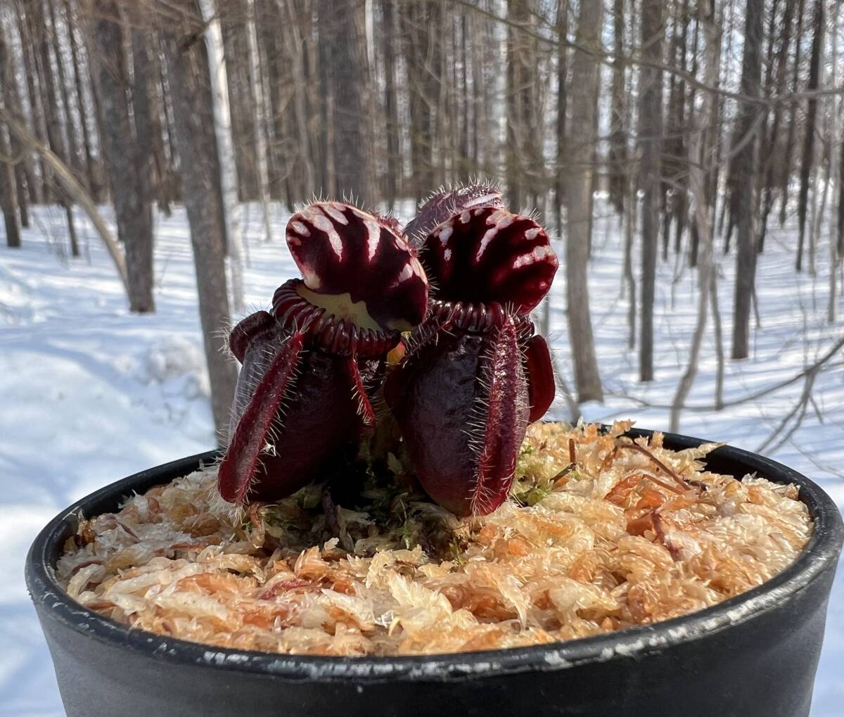 Cephalotus follicularis ”Big boy” CC・セファロタス ビッグ ボーイ・食虫植物・観葉植物・熱帯植物・パルダリウム・山野草_画像7