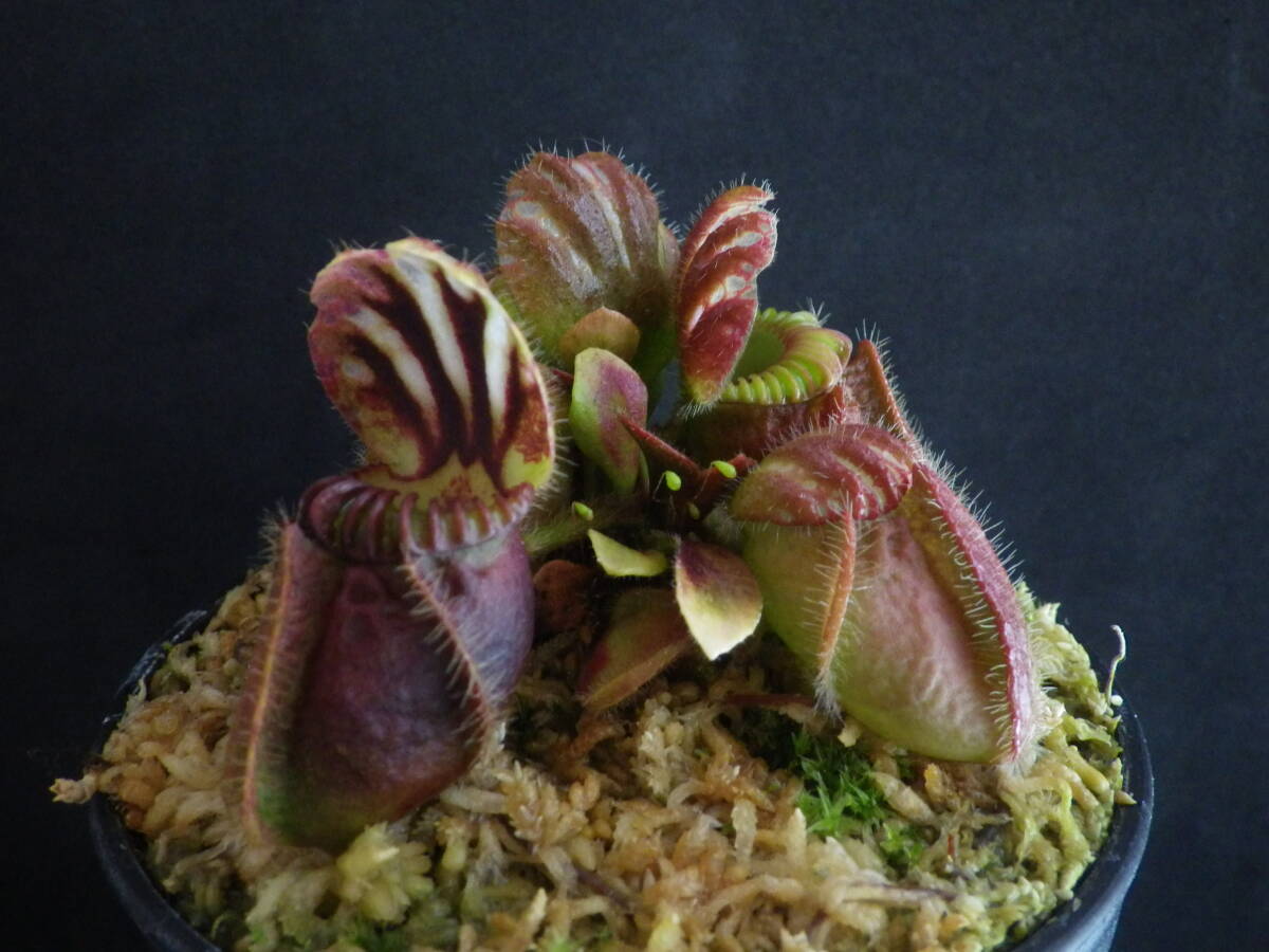 Cephalotus follicularis ”Hummers Giant” Cedric ・セファロタス・ハマーズジャイアント・食虫植物・観葉植物・熱帯植物・山野草_画像5