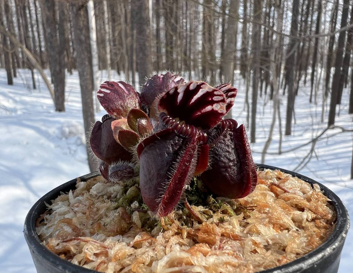 Cephalotus follicularis ”Big boy” CC・セファロタス ビッグ ボーイ・食虫植物・観葉植物・熱帯植物・パルダリウム・山野草_画像5