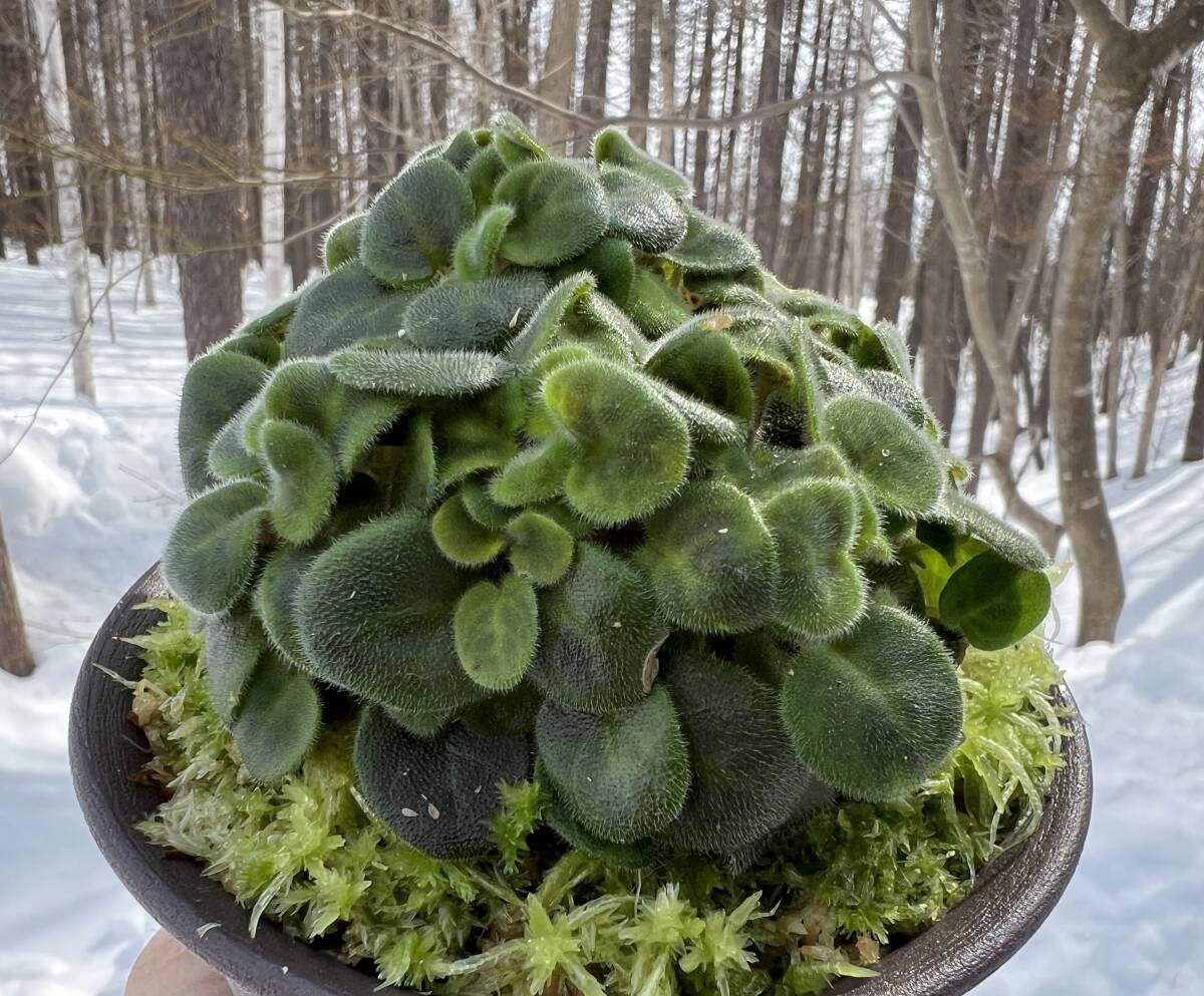 幻の花・Saintpaulia goetzeana・セントポーリア・ゲッツイアーナ・大株・イワタバコ・観葉植物・山野草・洋蘭原種・ラン_画像5