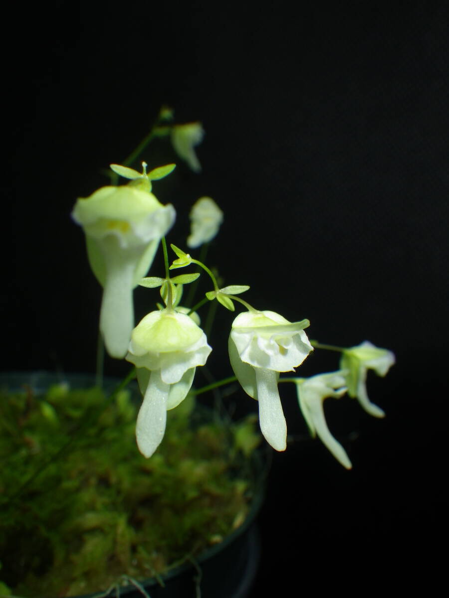 ギアナ高地・Utricularia jamesoniana・ウトリキュラリア・ジャメソニアナ・食虫植物・洋蘭・山野草・観葉植物・パルダリウム_開花参考です。