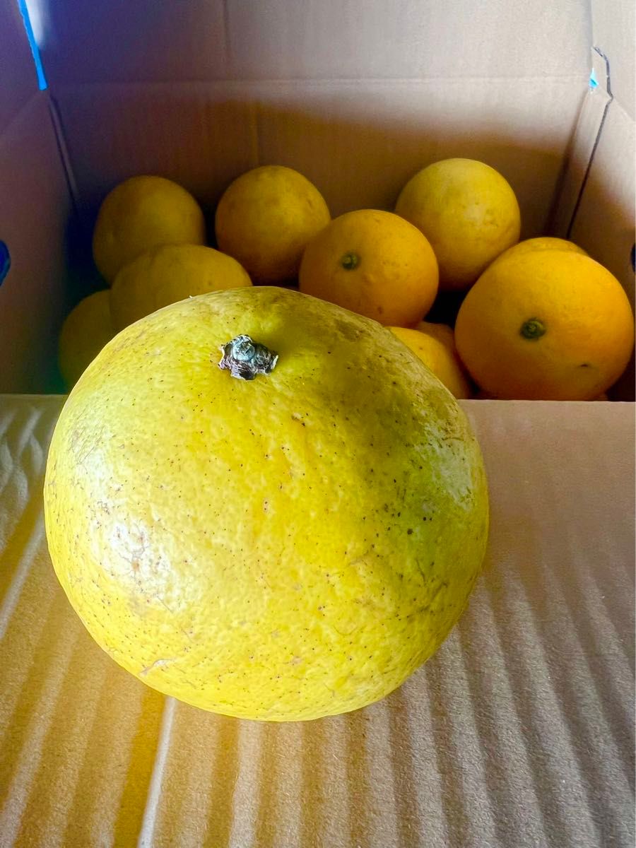果物　土佐 文旦 柑橘　訳ありSALE セール　速報　値下げ　大容量  10kg