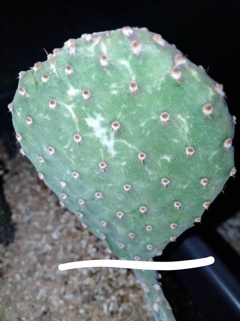 opuntia rufida variegata 紅太鼓錦 オプンチア サボテン 多肉植物 アガベ 団扇サボテン_画像2