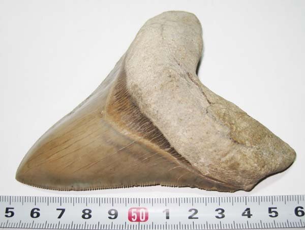 アメリカ ・ ノースカロライナ州のメガロドン/サメの歯化石　約１１ｃｍ/美品_画像4