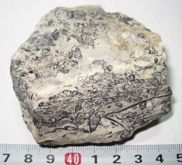 日本の化石 岐阜県金生山の小型巻貝などの密集母岩の画像3