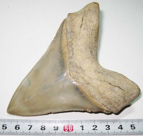 アメリカ ・ ノースカロライナ州のメガロドン/サメの歯化石　約１１ｃｍ/美品_画像6