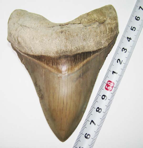 アメリカ ・ ノースカロライナ州のメガロドン/サメの歯化石　約１１ｃｍ/美品_画像1