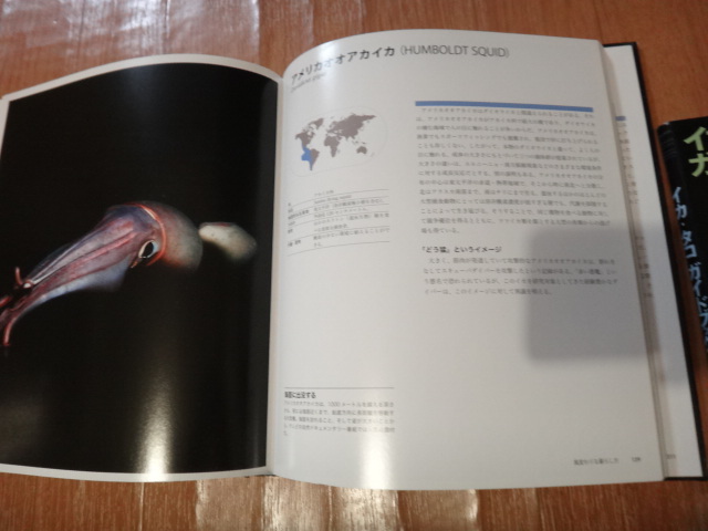  speciality paper squid . octopus. illustrated reference book squid * octopus guidebook 