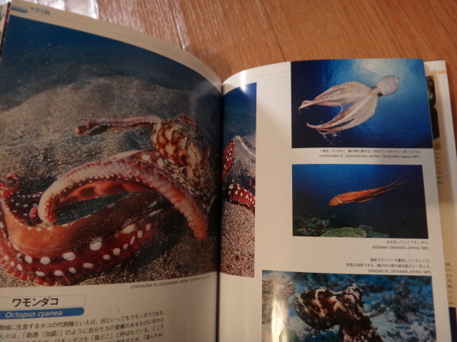  speciality paper squid . octopus. illustrated reference book squid * octopus guidebook 