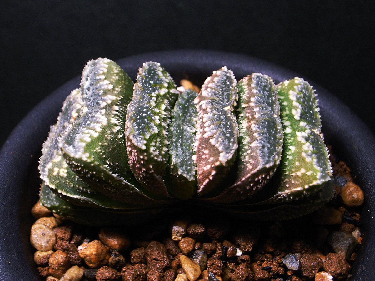 【多肉植物】ハオルチア ' 弁慶 ' / Haworthia hyb. ' Benkei '_親苗参考写真（3号鉢植）