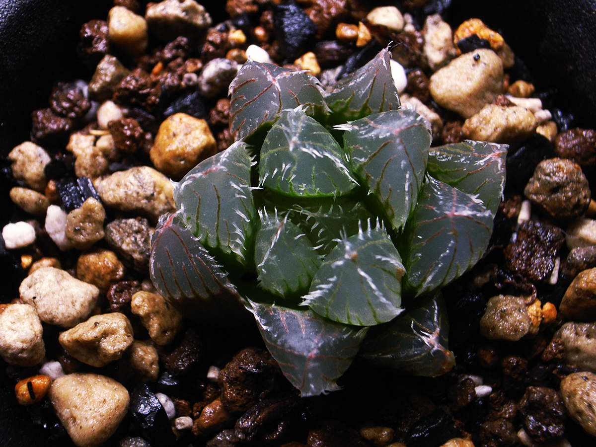 【原種】ハオルチア サリナ IB08509 The Downs, N2 S of Coega / 多肉植物 Haworthia salina IB08509 The Downs, N2 S of Coega_画像3