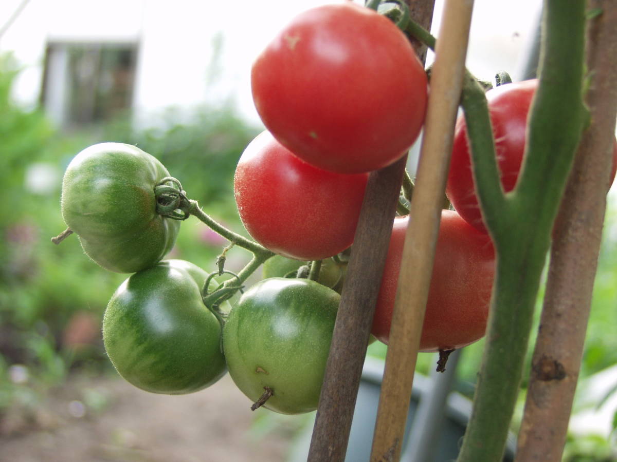 アロイトマト 種 20粒 由来明記 素性明記 固定種 トマト種 野菜種 アロイトマト純正種 無農薬栽培  栽培資料１点付き の画像7