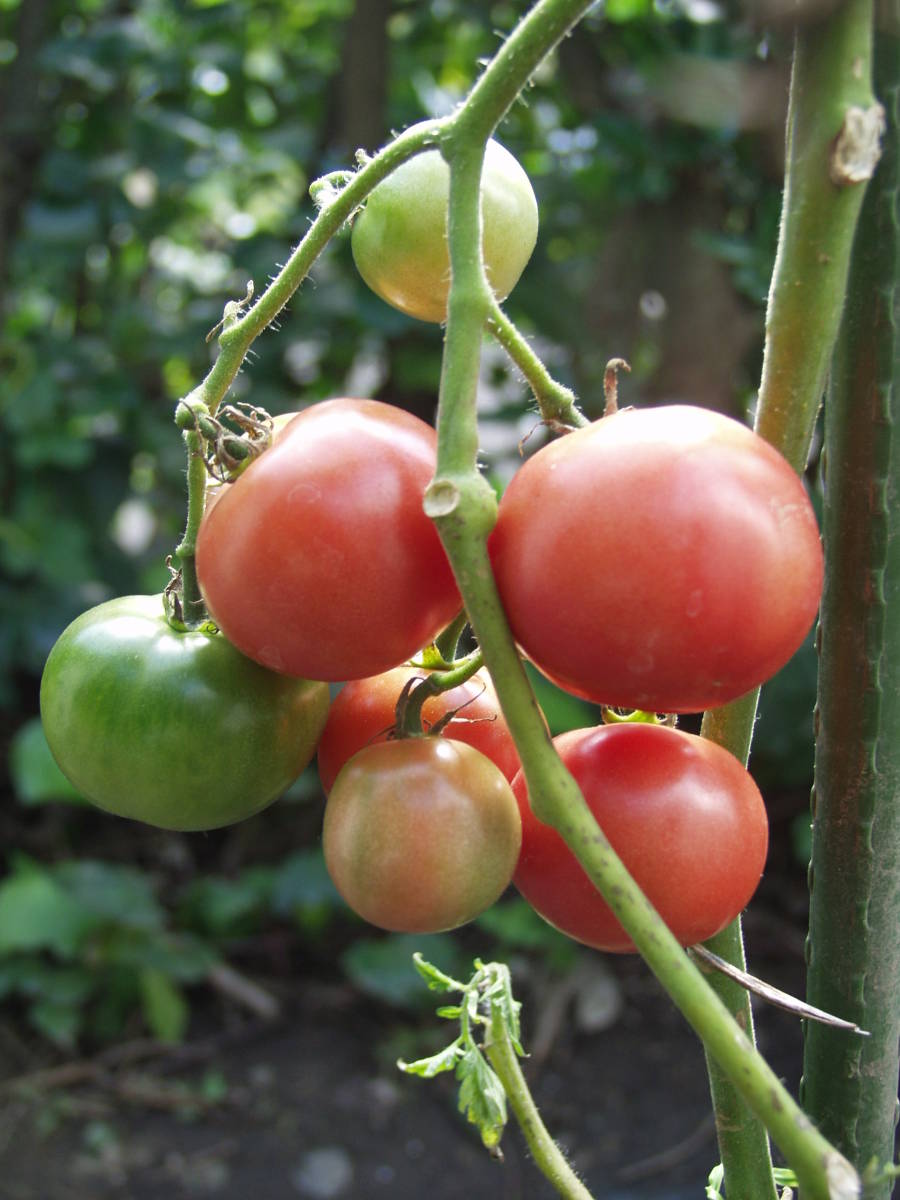 アロイトマト 種 20粒 由来明記 素性明記 固定種 トマト種 野菜種 アロイトマト純正種 無農薬栽培  栽培資料１点付き の画像9