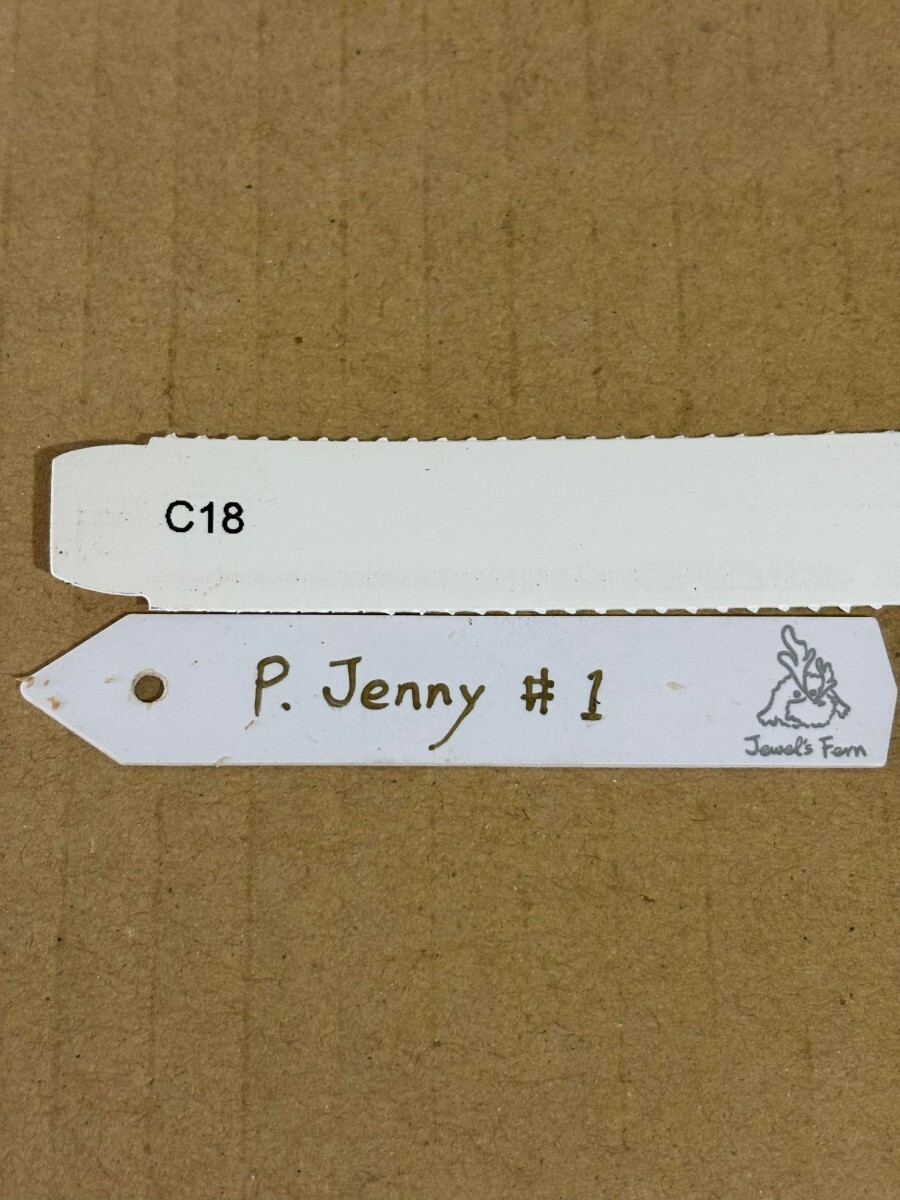 C18 P, Jenny#1 OC pup 子株 株分け ジェニーOC pup ビカクシダ 証明タグ付き_画像5