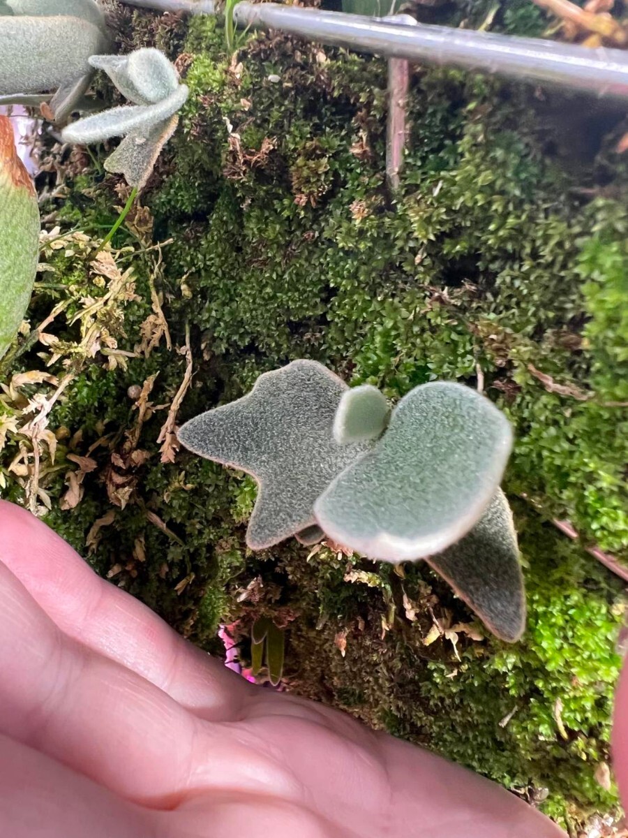 D18, P.Willinckii Nano OC. pup ナノ株分け子株ビカクシダ証明 D18, P.Willinckii Nano OC. pup ナノ株分け子株ビカクシダ証明