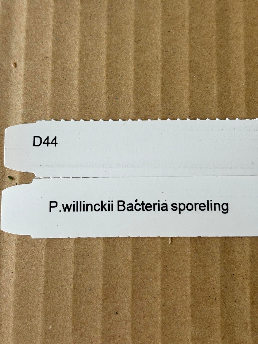 D44, P.Willinckii Bacteria sporeling bacteria 