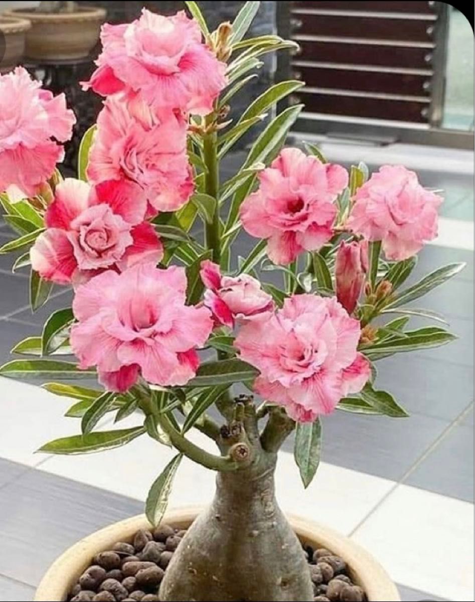 【珍種】八重咲きアデニウム種3個(ホワイトピンク) 塊根植物　盆栽　薔薇　珍種　海外輸入　希少　