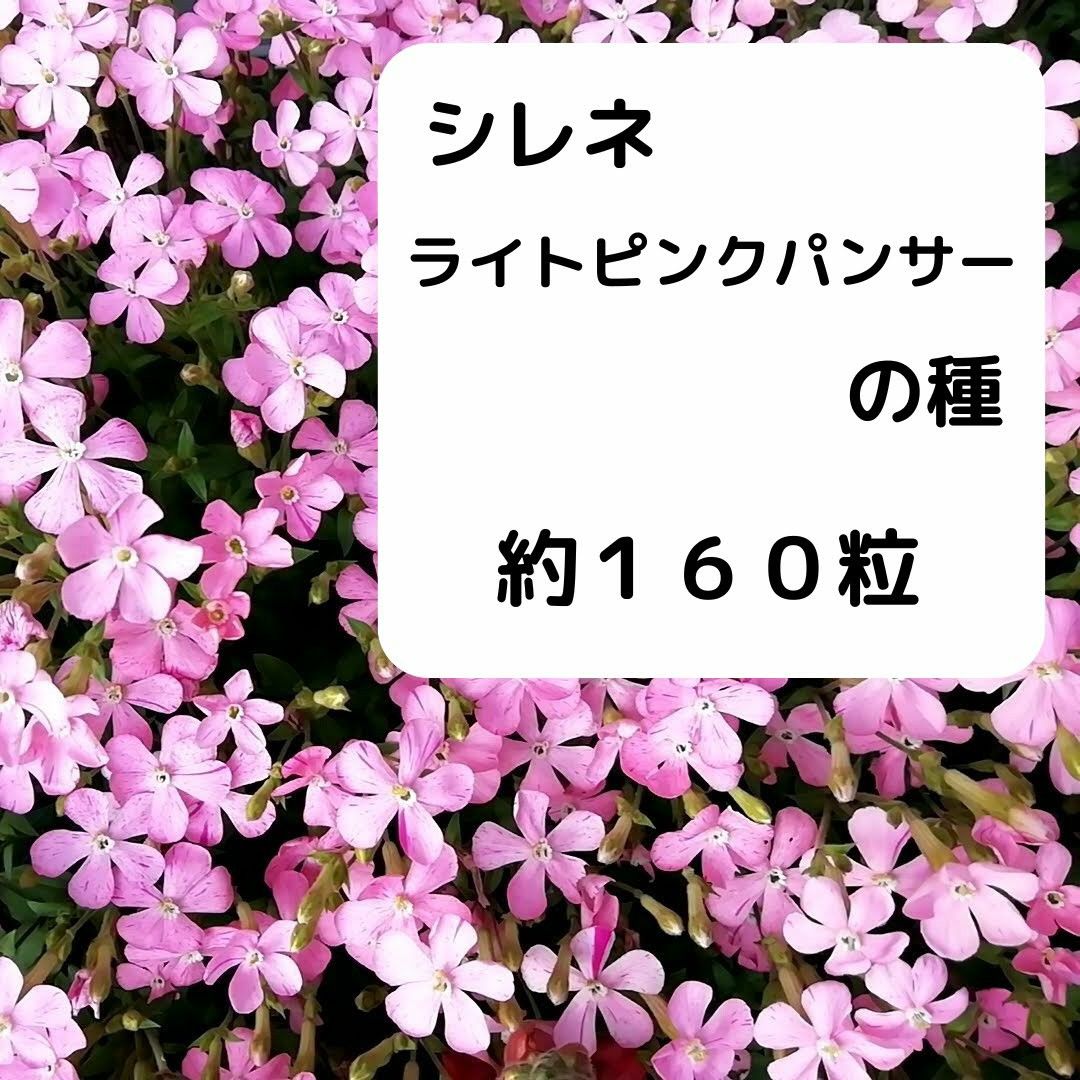 シレネ　ライトピンクパンサーの種　約160粒