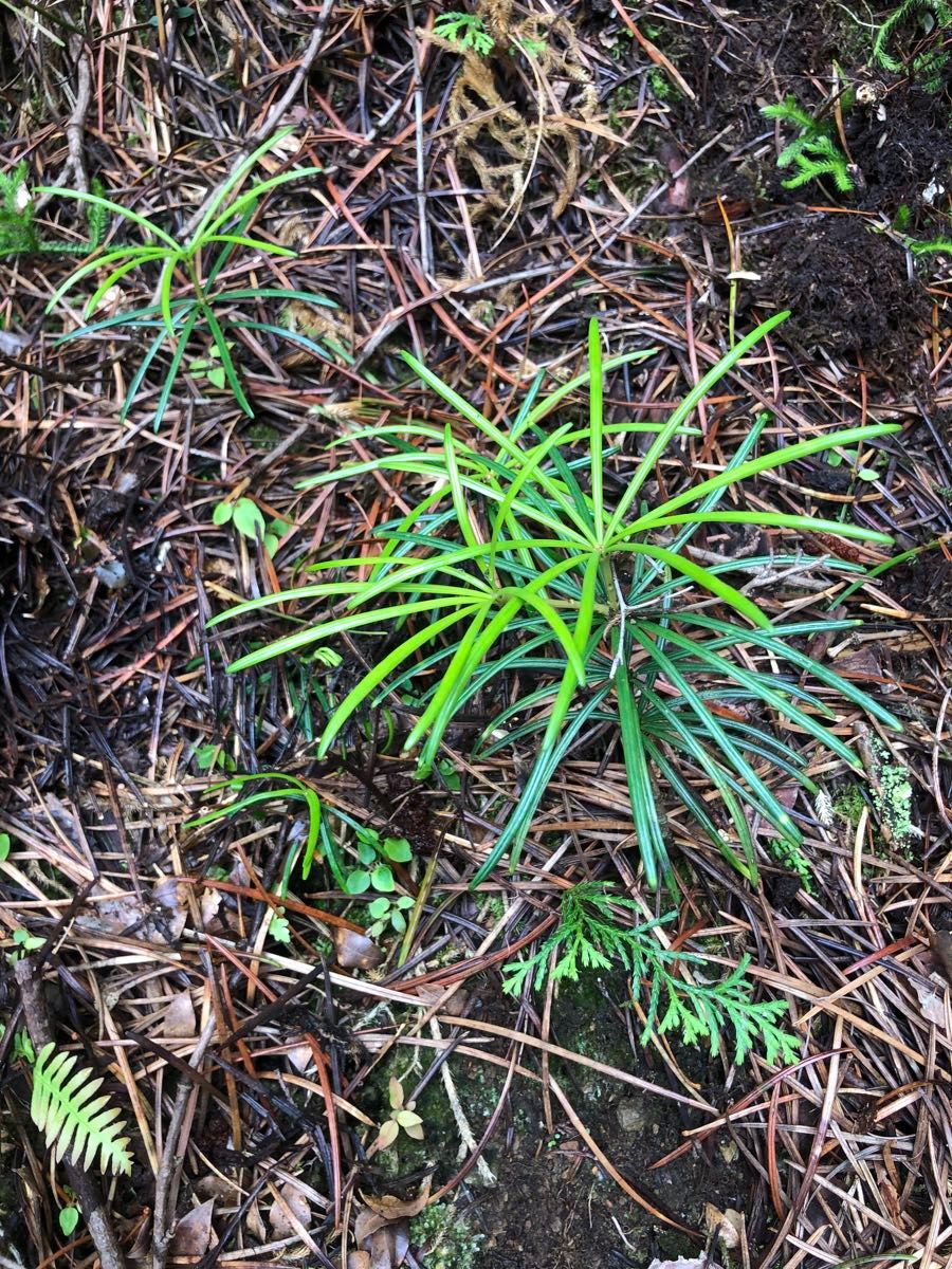 高野槙　苗　３本