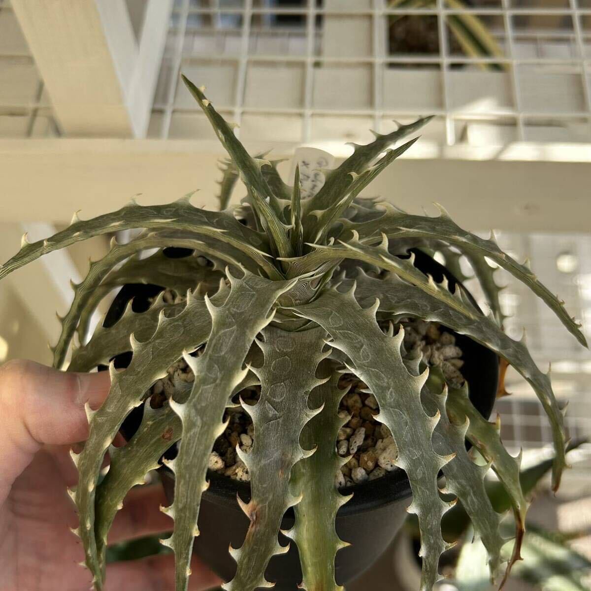 Dyckia Goehringii type clone x Purple Shark ディッキア_画像6