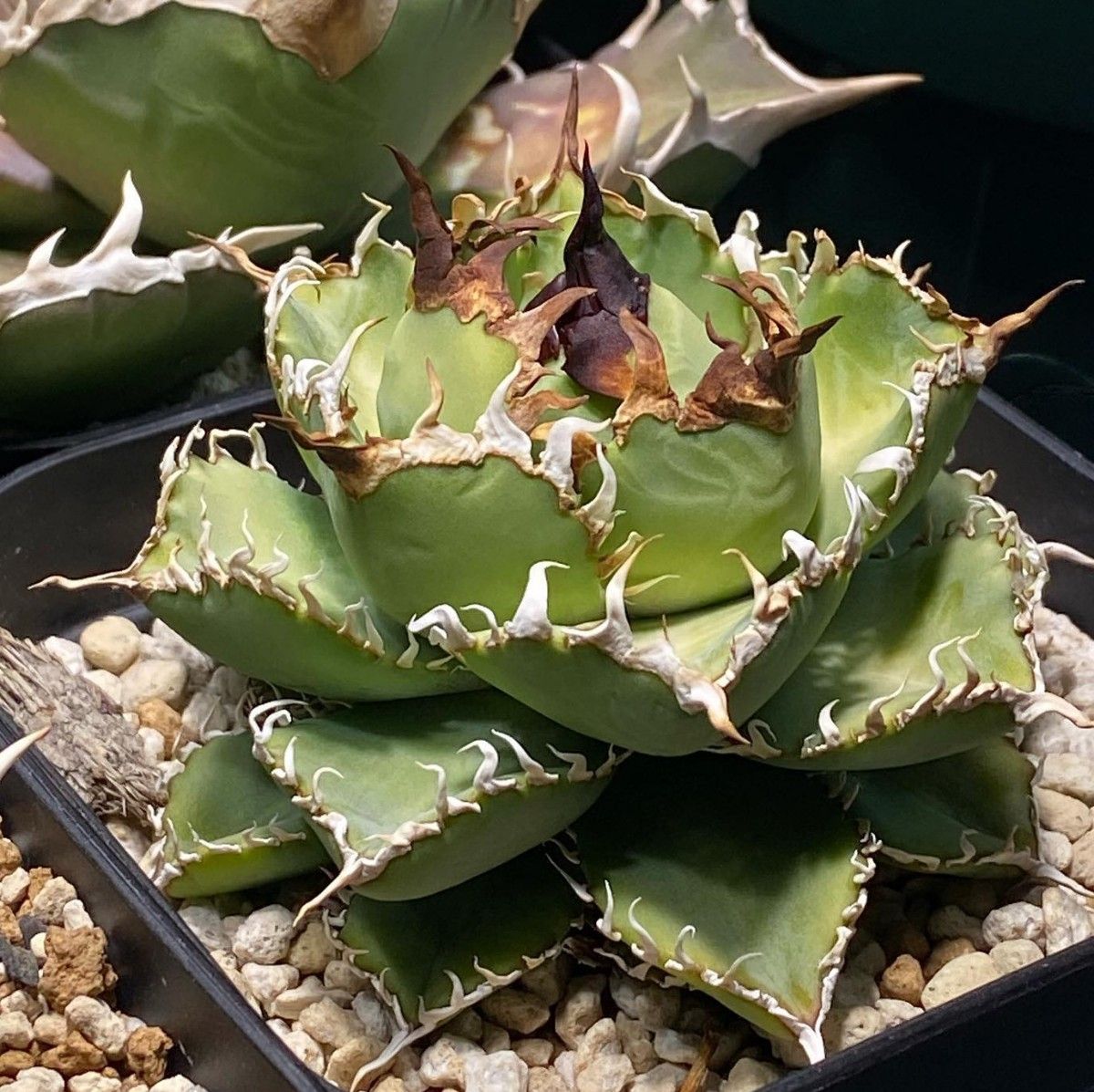 298多肉植物 アガベ チタノタAgave titanota '姫厳龍'|Yahoo 298多肉植物 アガベ チタノタAgave titanota '姫厳龍'|Yahoo