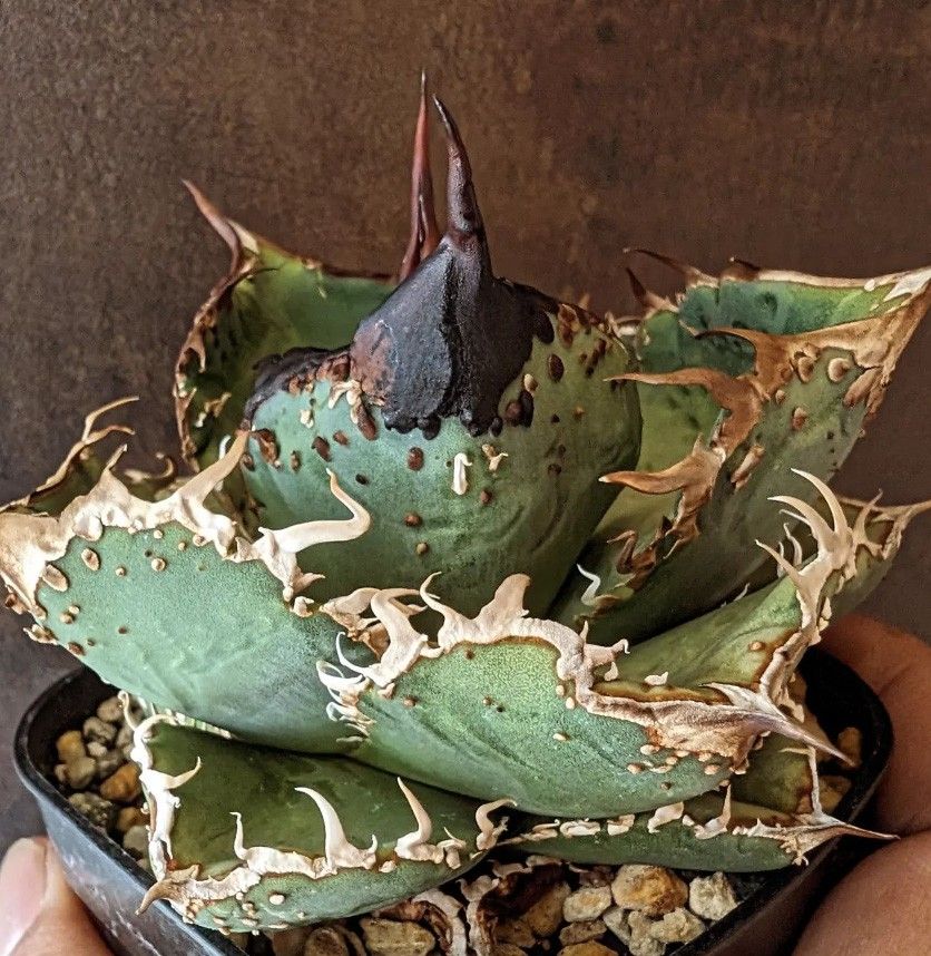 309多肉植物 アガベ チタノタAgave titanota 'CG02'|Yahoo 309多肉植物 アガベ チタノタAgave titanota 'CG02'|Yahoo