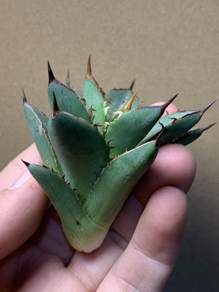 264多肉植物 アガベ チタノタAgave titanota ‘武士’