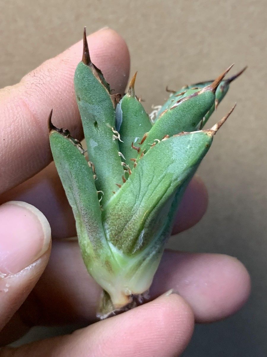 277多肉植物 アガベ チタノタAgave titanota ‘寬葉嚴龍’ 