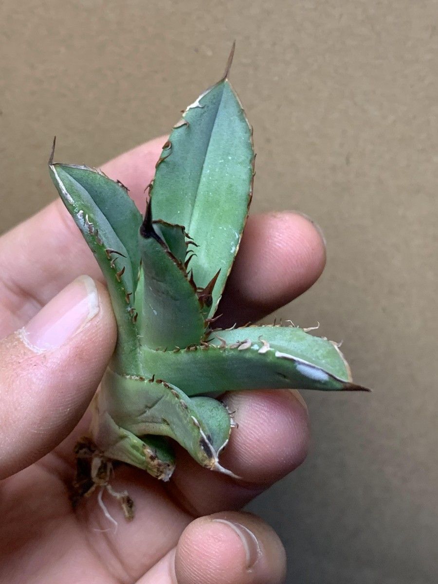 291多肉植物 アガベ チタノタAgave titanota ‘魚刺’