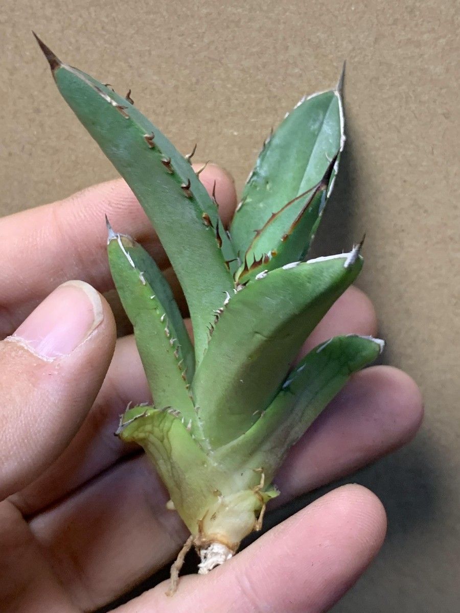 295多肉植物 アガベAgave titanota ‘凱撒’