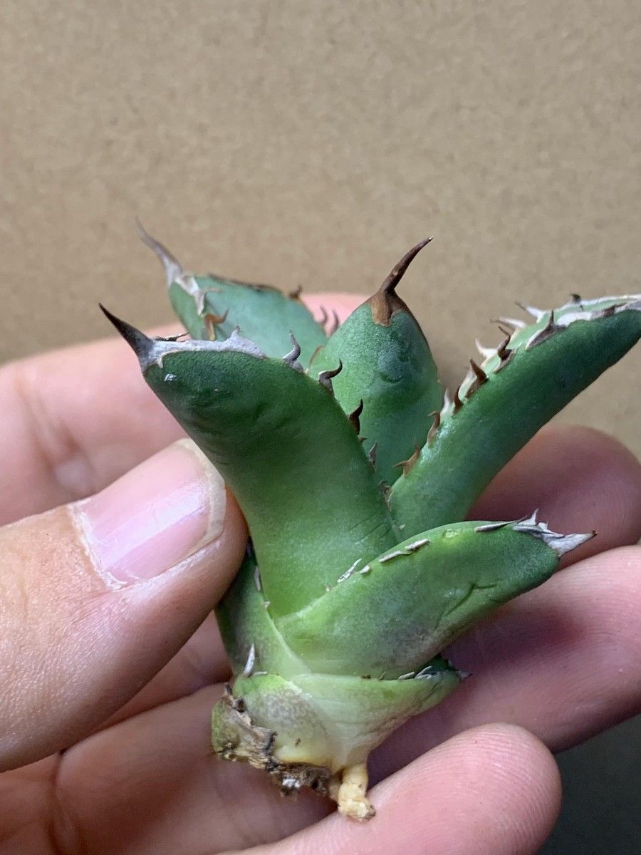 315多肉植物 チタノタAgave titanota ‘魚刺’