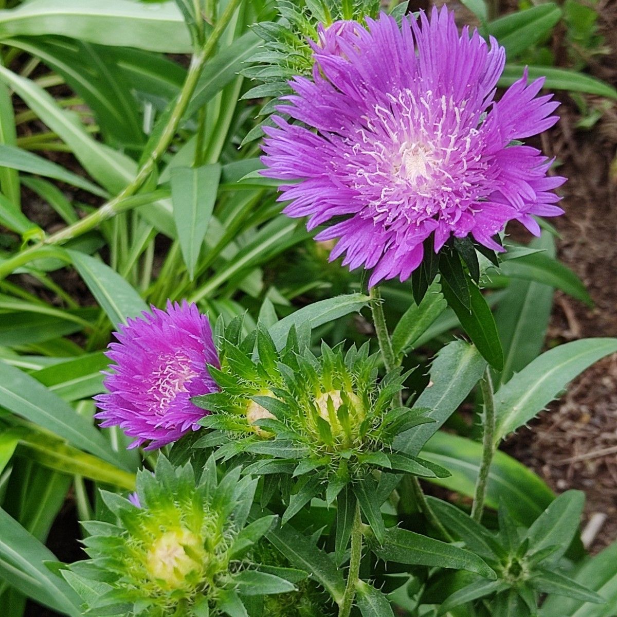 春まき花の種　「ストケシア」混合種 　50粒　宿根草／多年草