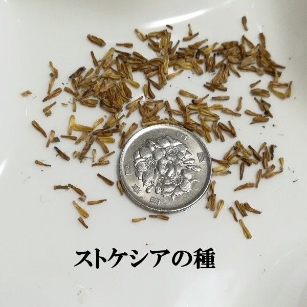 春まき花の種　「ストケシア」混合種 　50粒　宿根草／多年草