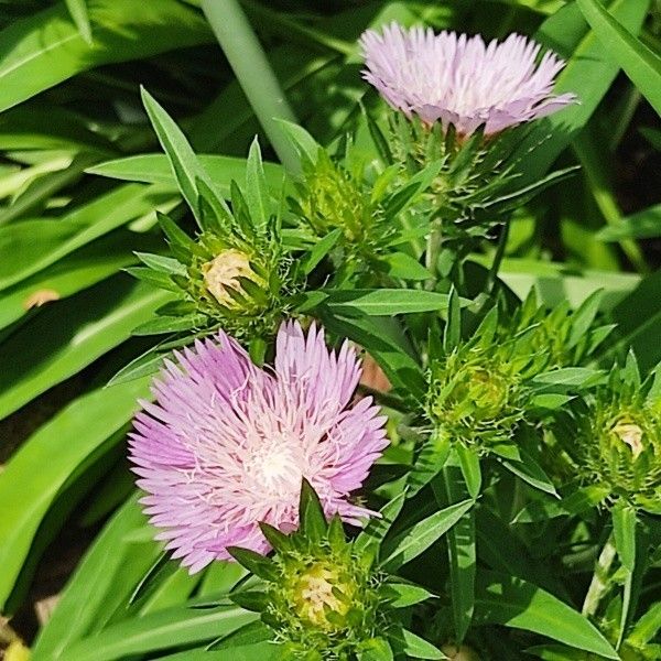 春まき花の種　「ストケシア」混合種 　50粒　宿根草／多年草