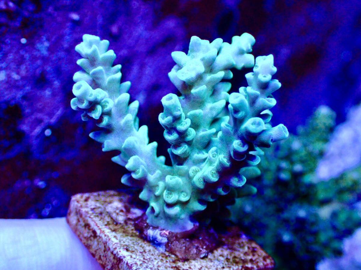 激レア個体【IF ultra grade acropora Selago blue】オーストラリア産サンゴの画像2