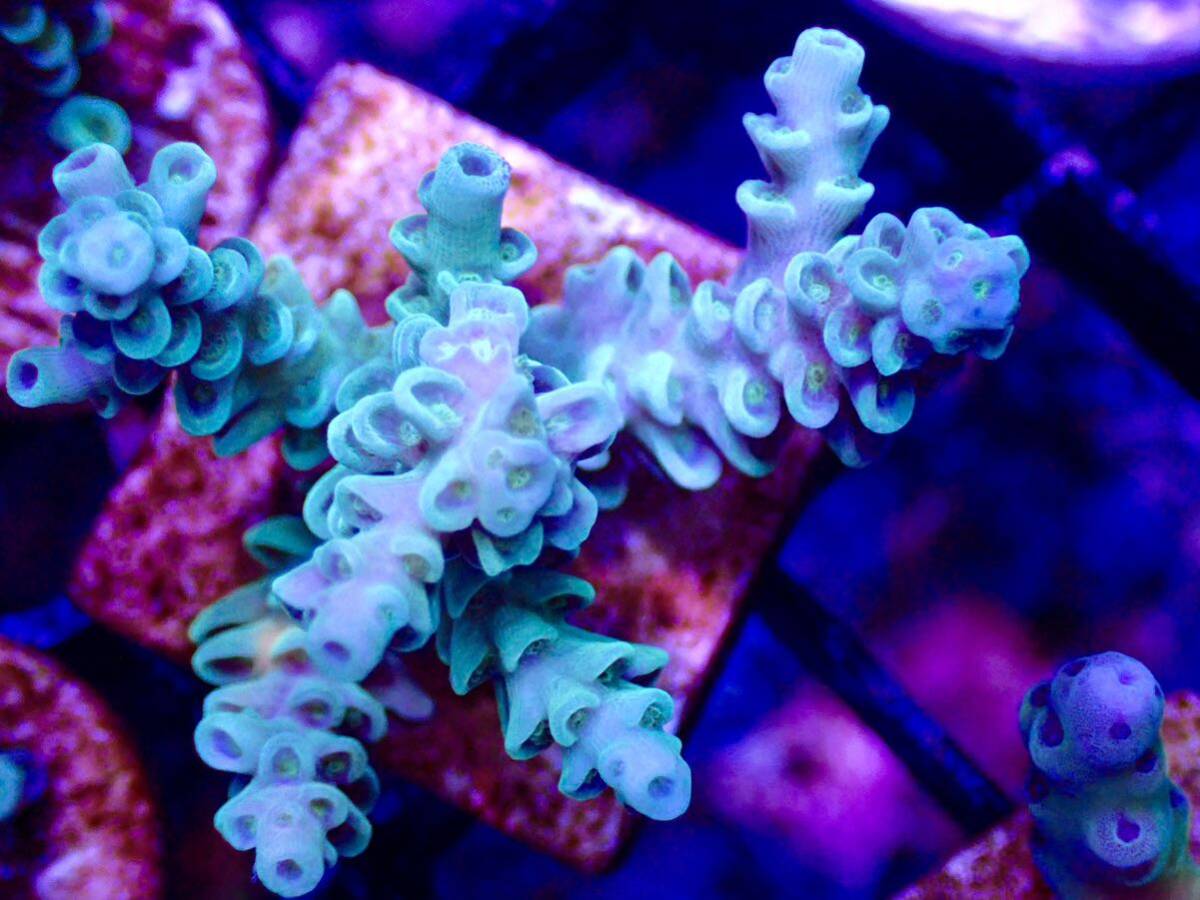 激レア個体【IF ultra grade acropora Selago blue】オーストラリア産サンゴの画像7