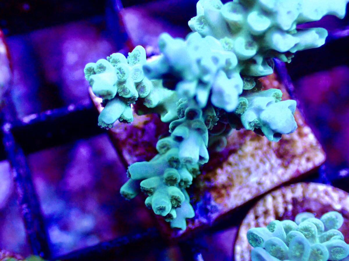 激レア個体【IF ultra grade acropora Selago blue】オーストラリア産サンゴの画像2