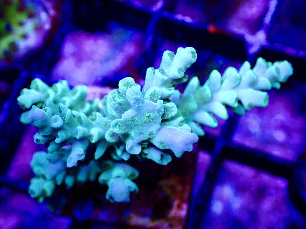 激レア個体【IF ultra grade acropora Selago blue】オーストラリア産サンゴの画像1
