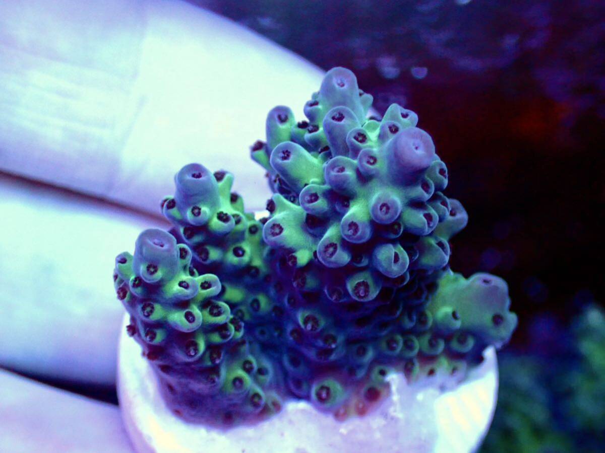 激レア個体【IF ultra grade acropora blueberry Nasuta】オーストラリア産サンゴ_画像4